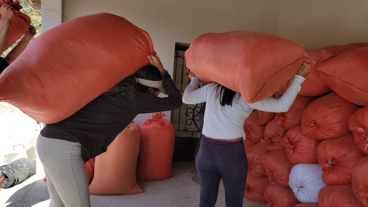 🛑😲Qué fuerzas tiene María y Gaby al levantar estos sacos de harina/CHICAS SALVADOREÑAS 🇸🇻