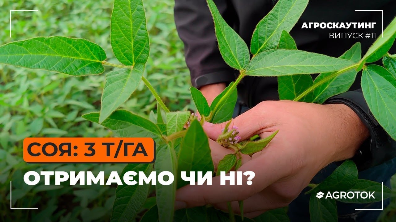 Соя 3 т/га: отримаємо чи ні?
