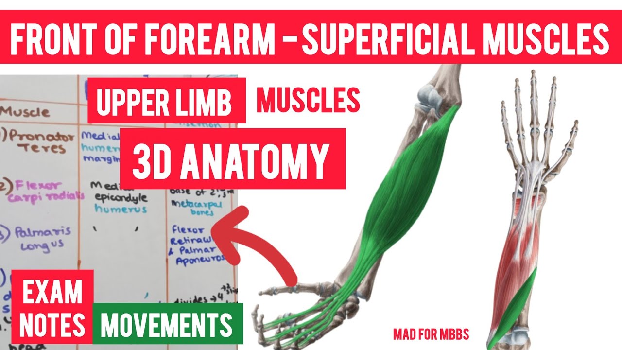 Front of forearm - superficial muscles  | upper limb muscles origin and insertion anatomy
