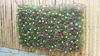 Wall garden idea growing beautiful Portulaca (Mossrose) from plastic bottles