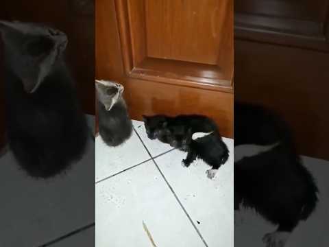 Los plebes - el origen de los Gatos, parte 3.
