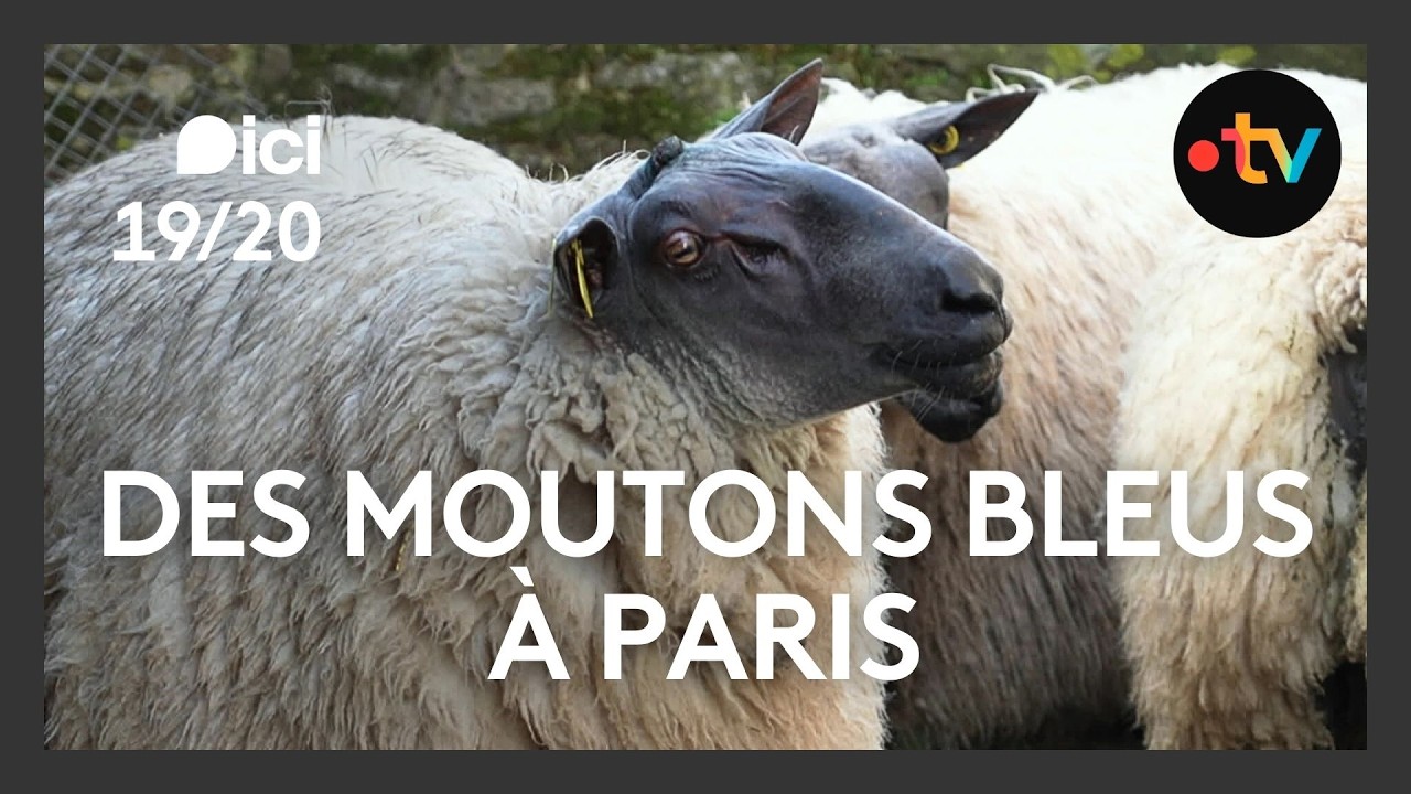 Des Moutons bleu du Maine au Salon de l'agriculture