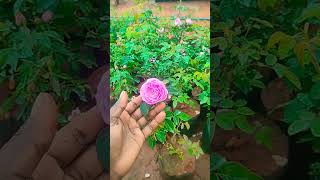 today offer #6374934601 #rosecaring #roseplants #garden #gardening