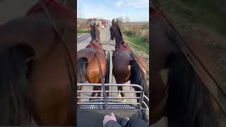 KWPN Dutch Warmblood driving pair