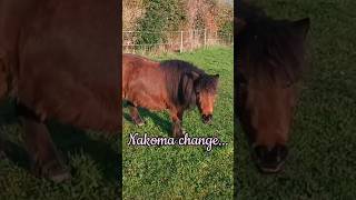 une jument gestante change - Nakoma mini shetland