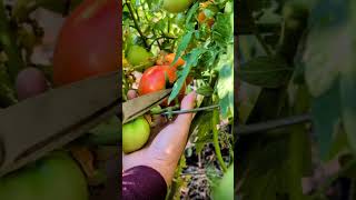 Live highlight Tomatoes #garden #gardening #exploreidaho Live highlight Tomatoes #garden #gardening #exploreidaho