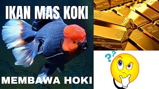 ikan mas koki pembawa hoki