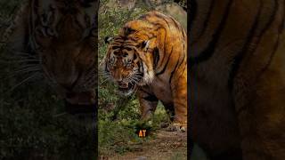 🐅How to Survive a Tiger Attack Most People Get This Wrong🙏