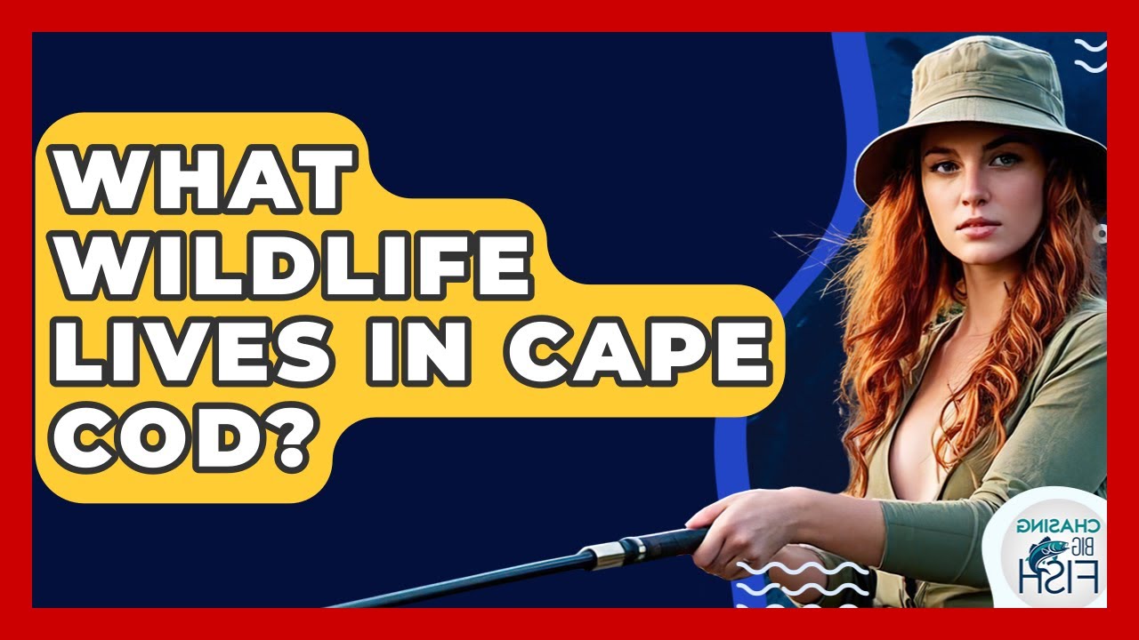What Wildlife Lives In Cape Cod? - Chasing Big Fish