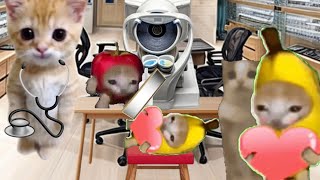 Baby Banana Cat Compilation 😺❤️ 2 Minutes #46