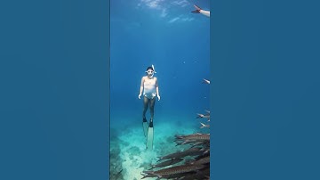 Can you guess how many Barracudas in this video? #shorts #underwater #barracuda #philippines