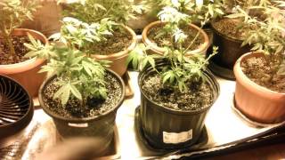 Day 12 flowering