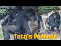 Gorilla Toto protests against Haoko with a sleepy baby on her back. UENO ZOO #4/5 上野動物園ゴリラ（0294）