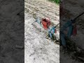 unique agricultural tool for planting seeds quickly #shorts