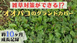 【オオバコで雑草対策】芝生に代わるグランドカバーになるのか?