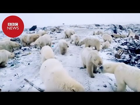 Vídeo: Urso Polar Procura Comida Na Cidade Devido às Mudanças Climáticas