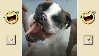 🤣 Funniest 🐶 Dogs and 😻 Cats (2) - Funny Animal Videos 🤣