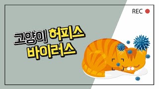 고양이 눈꼽, 콧물, 결막염 원인  허피스바이러스 감염 증상 및 치료  이든 TV