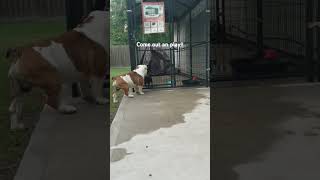 Prime  and  Bane on the move again #migos #dogplaying #viralshort