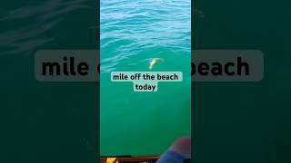 The Moment You Catch A Giant Snapper!
The Moment You Catch A Giant Snapper! The Moment You Catch A Giant Snapper!