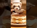 Ferret Tiramisu👨🍳#FerretChef #Tiramisu #CocoaDust #FoodCloseup #aivideo
