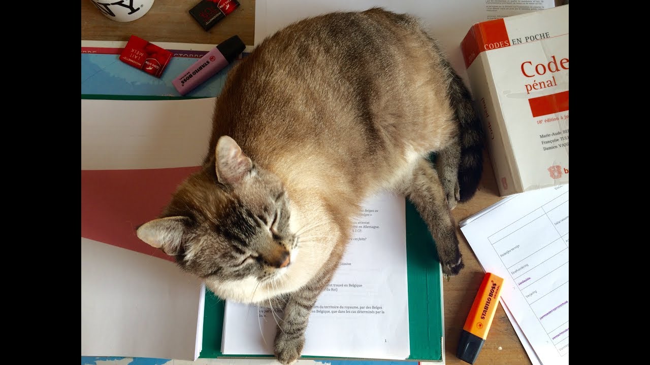 Live Study Session With My Cat Cat Cute Chat Chaton Kitty Study Studies Studywithme Studysession Stabilo