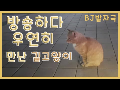 방송하다 만난 길고양이