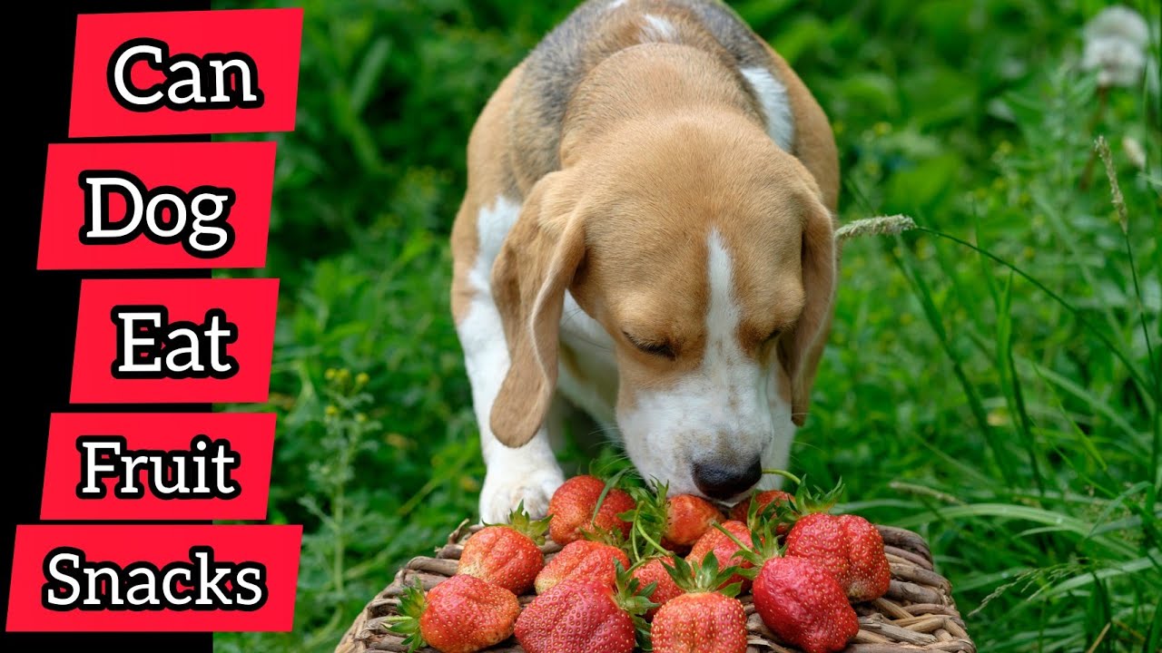 Can dog eat fruit snacks?