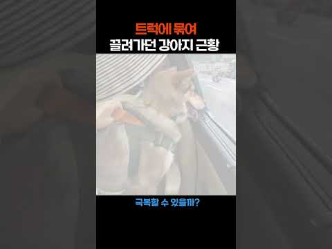 트럭에 묶여 끌려가던 강아지..안타까운 근황 #애니멀봐 #shorts