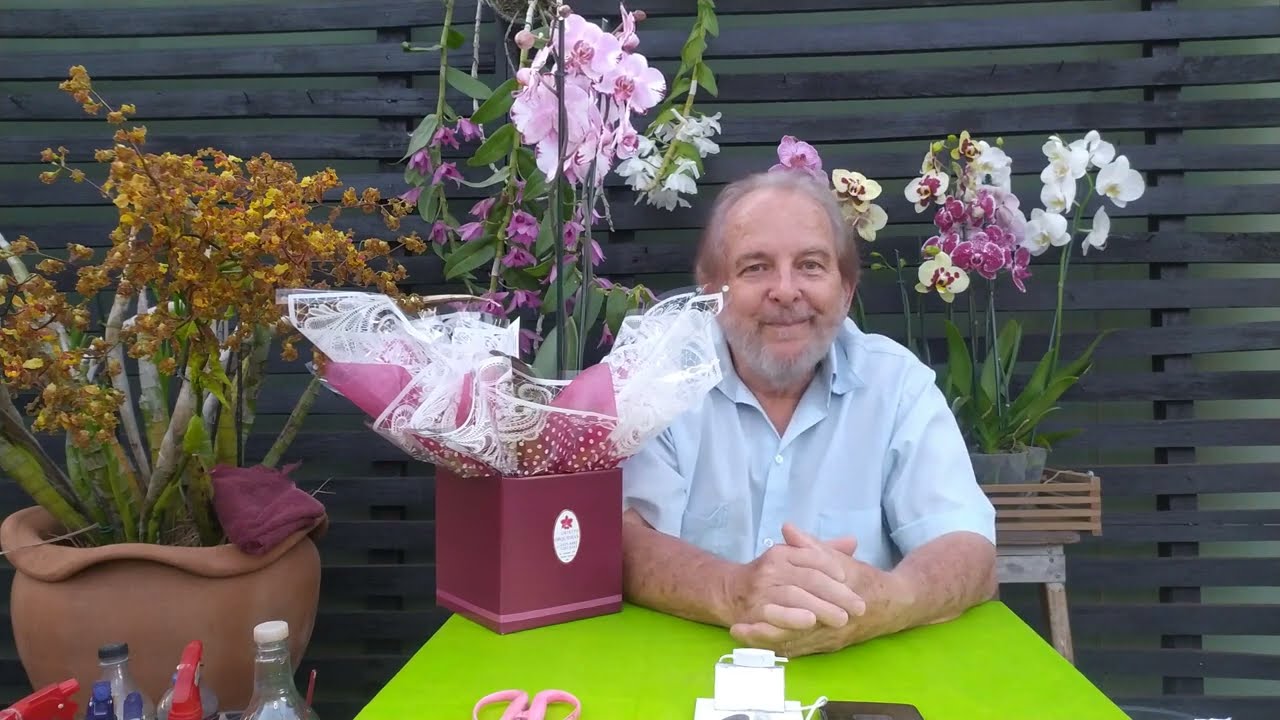 Ganhei uma orquídea! E aí? (Phalaenopsis)