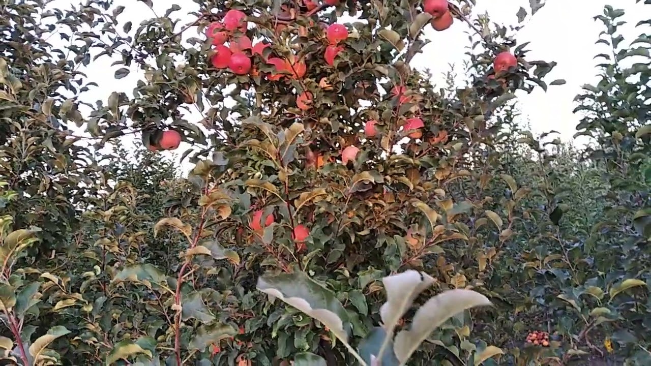 Яблуня Ренора. Врожайна , стійка до хвороб. 2024 рік.