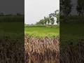 nature #naturelovers #bpsc teacher daily routine #bpsc teacher #shorts #viral #viralvideo