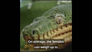Facts about World Most Beautiful Snake Emerald Tree Boa