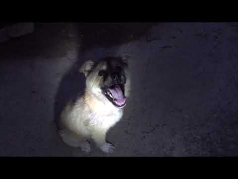 Playing with a <strong>cute</strong> Puppy......Jeonju <strong>city</strong>( 전주. 全州市)........ KOREA.