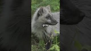 Arctic Foxes Change Color?? #animals #nature
