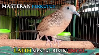 Suara Perkutut Lokal Gacor Irama KRISTAL Latih Mental Perkutut Agar Cepat Bunyi