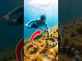 Serpiente marina venenosa?⚠️ #curiosidades #playas #viajes #animales #naturaleza #peces #snorkeling