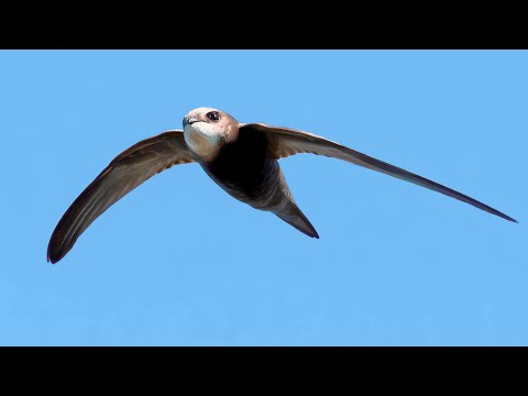 Swifts Fly 500 Miles in a Day