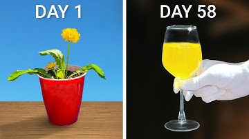 I Made Wine from This Backyard Plant