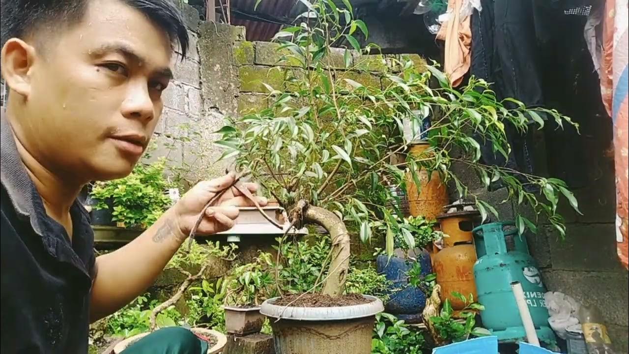 How to make a bonsai, Balete/ficus benjamina from yamadori.,?Basic tips