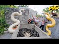 Brave Expert Rescues Ethnic Girl From Giant White Python In Abandoned House