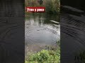 Утки у реки