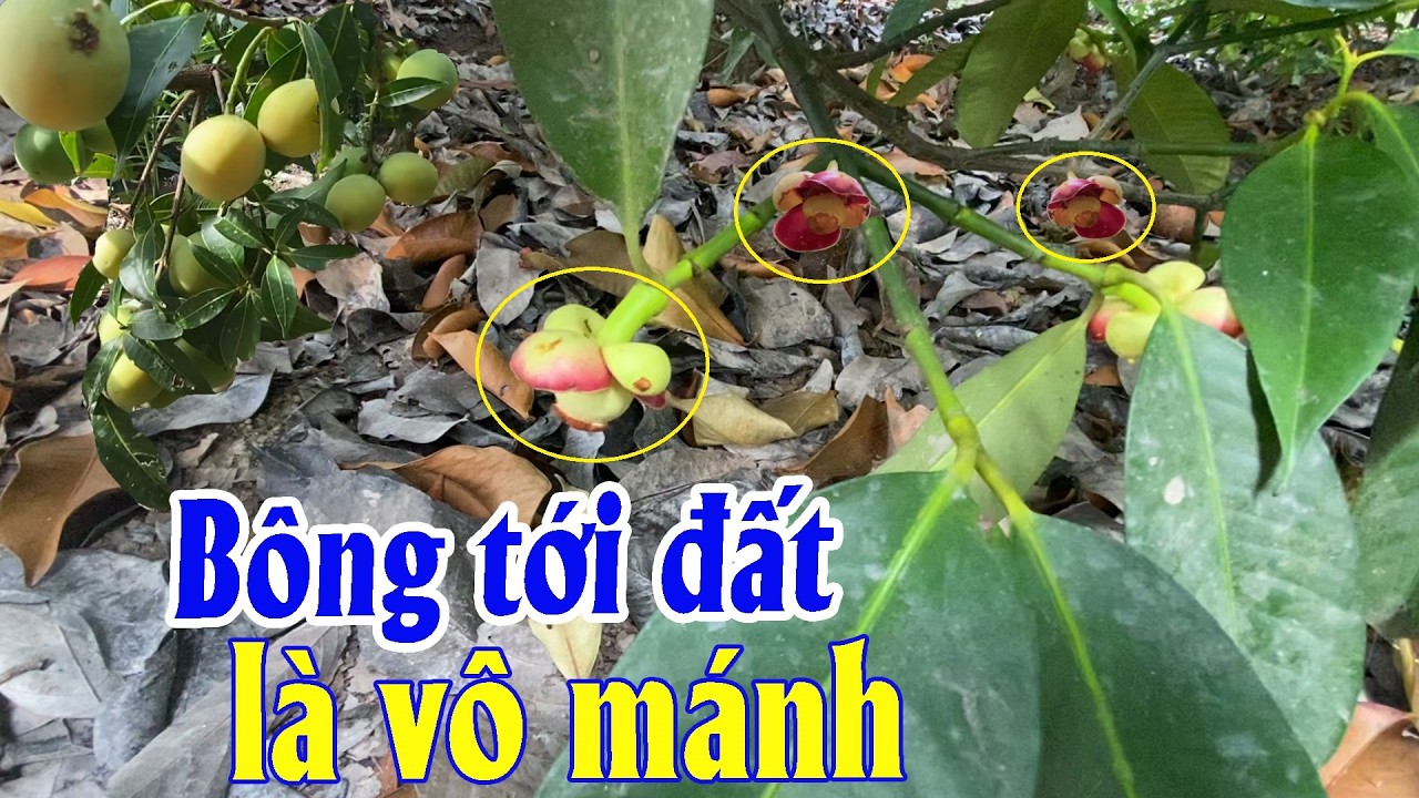 Nhà vườn đứng ngồi không yên vì rộ bông măng cụt sớm 'giải cứu măng cụt' | Góc Miền Tây #594