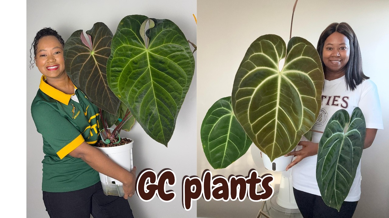 Красивые и здоровые растения, которые я приобретал в GrowCo на протяжении многих лет.