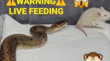 Warning | Ball Python Rat Feeding
