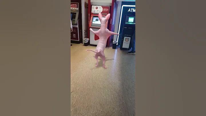 Watch the video about #money #memes #funny #sphynx #cute #crazy #explore #lol #cat