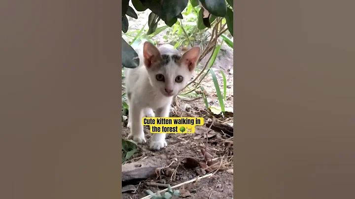 Watch the video about Cute kitten is walking in the forest 🌳🐈 #cat #animals #cute #kitten #meow #funny #catlover #pets