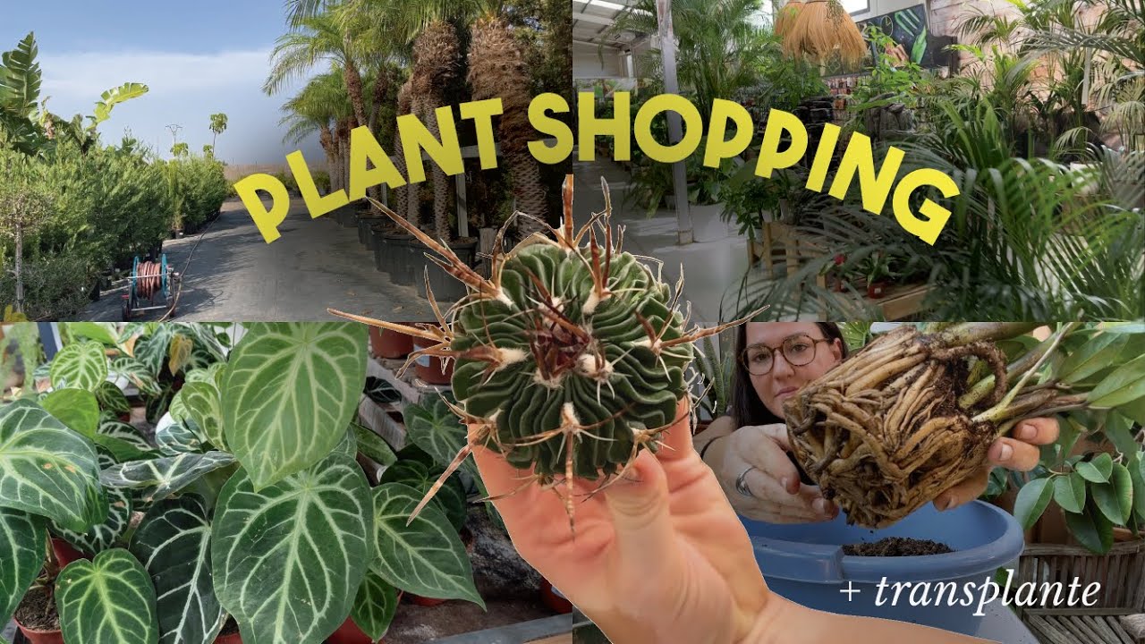 Comprando plantas nuevas 🌿 | Haul + trasplante paso a paso