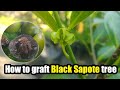 How To Graft The Giant Black Sapote Tree How To Graft The Giant Black Sapote Tree