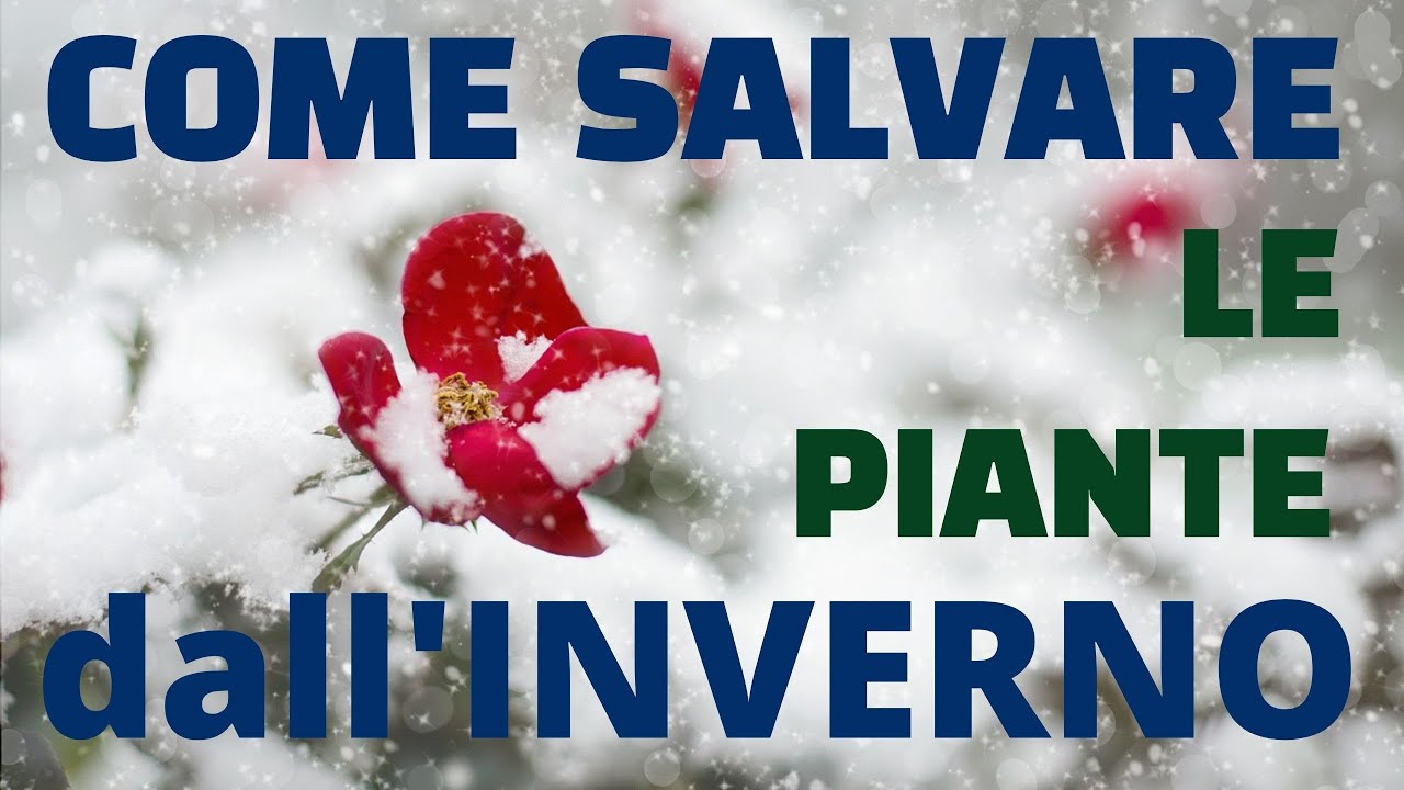 COME SALVARE LE PIANTE DALL'INVERNO